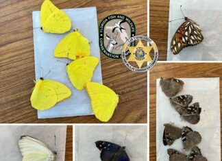 a series of photos of butterflies on a table