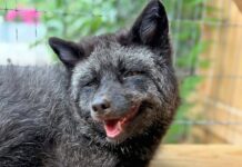 a black dog laying on top of a wooden floor