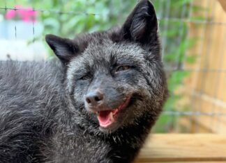 a black dog laying on top of a wooden floor