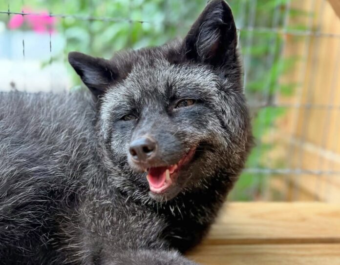 Coral the fox a black dog laying on top of a wooden floor