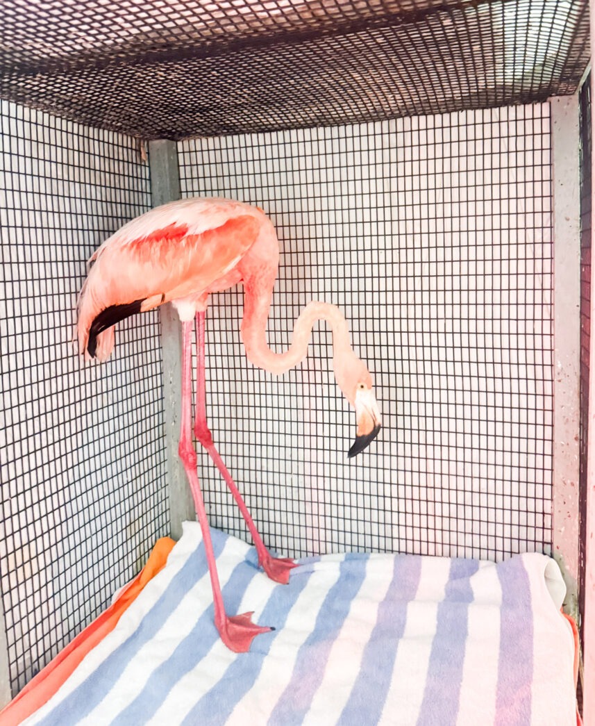 a pink flamingo standing on a bed in a cage