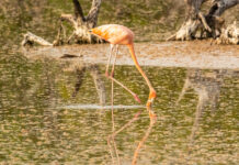 a flamingo is standing in the water near dead trees