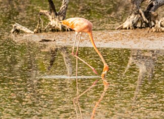 a flamingo is standing in the water near dead trees