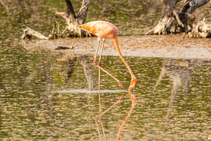 a flamingo is standing in the water near dead trees