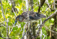 a bird perched on a tree branch in a forest
