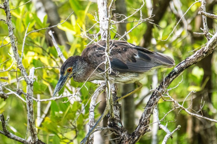 a bird perched on a tree branch in a forest