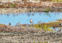 a group of birds that are standing in the grass
