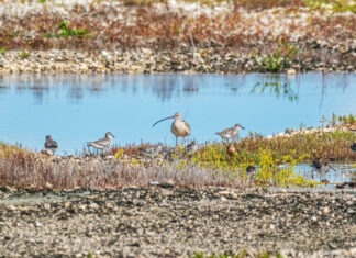 a group of birds that are standing in the grass