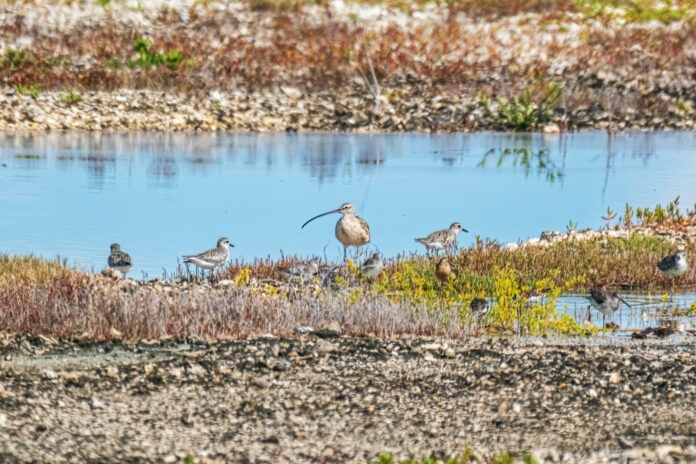 a group of birds that are standing in the grass