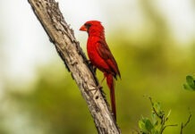 a red bird perched on a tree branch