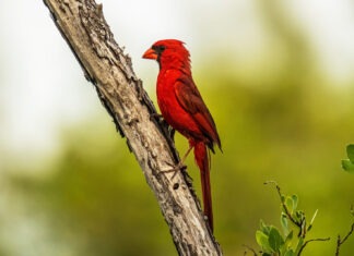 a red bird perched on a tree branch