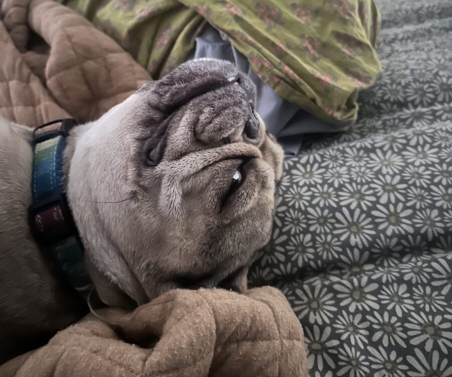 a pug laying on top of a bed covered in blankets