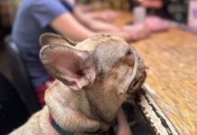 a small dog sitting at a wooden table