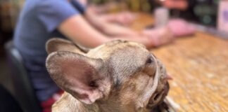 a small dog sitting at a wooden table