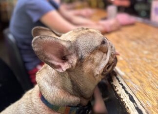 a small dog sitting at a wooden table