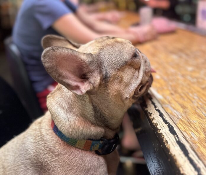 a small dog sitting at a wooden table
