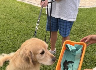 a dog is sniffing a paper boat in the grass