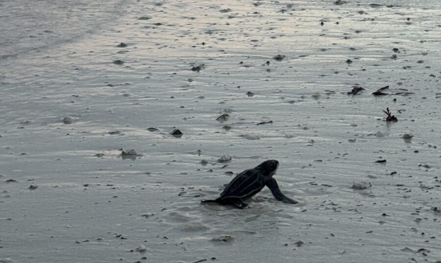 a turtle is sitting in the water on the beach
