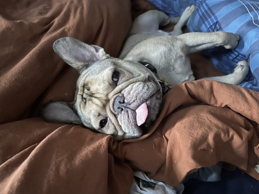 a couple of dogs laying on top of a bed