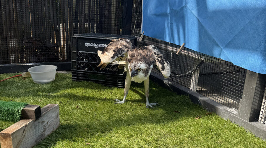 a dog in a cage playing with a toy