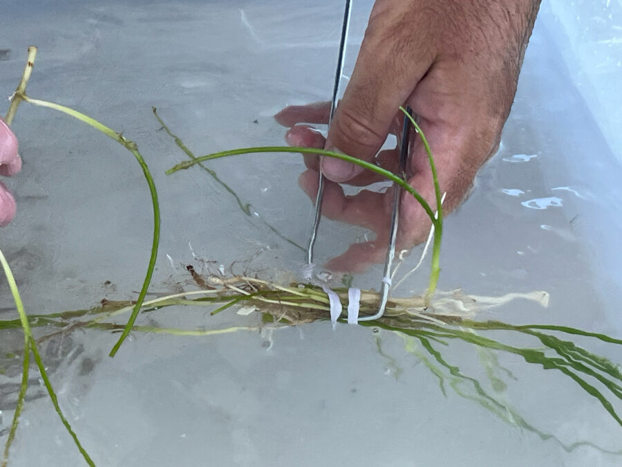 a man is cutting grass with a pair of scissors
