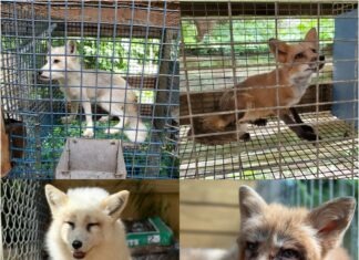 a collage of different animals in a cage