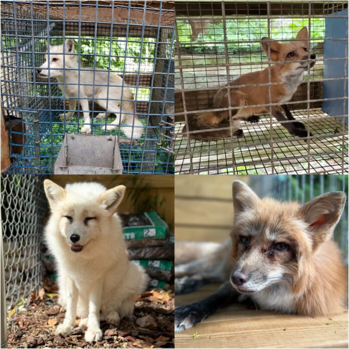 a collage of different animals in a cage