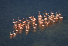 a flock of flamingos walking across a body of water