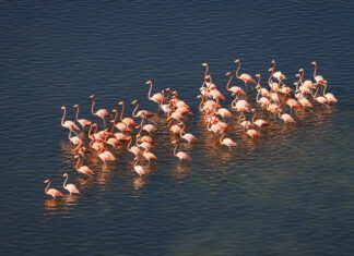 a flock of flamingos walking across a body of water