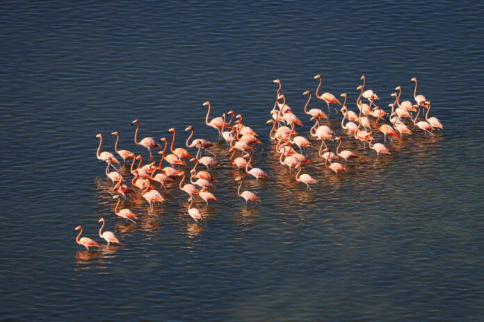 MCookFlamingo-Flock a flock of flamingos walking across a body of water