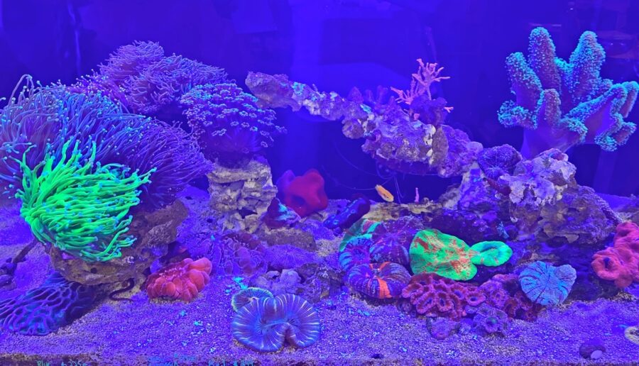 a large aquarium filled with lots of colorful fish