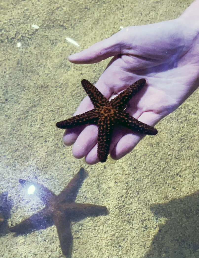 a person holding a starfish in the water