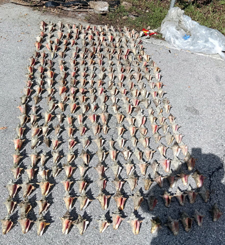 a bunch of fish that are laying on the ground