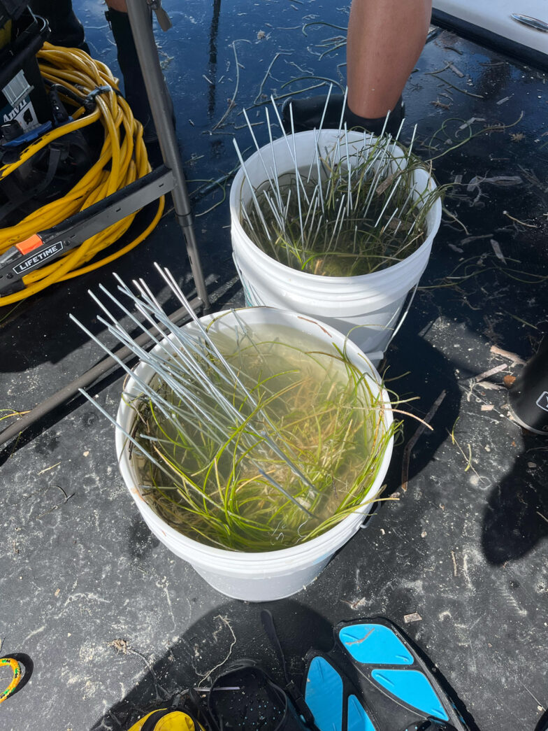 a couple of buckets filled with plants sitting on top of a table