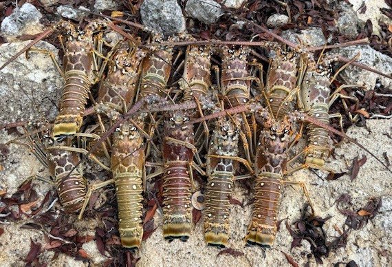 a group of lobsters laying on the ground