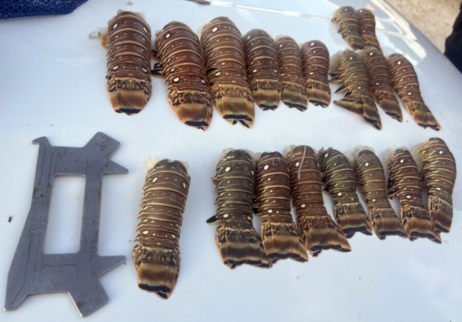 a table with a bunch of different types of caterpillars on it