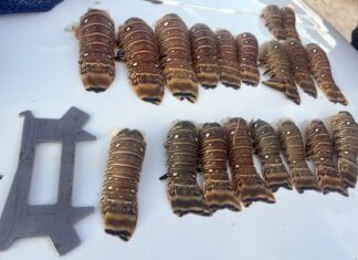 a table with a bunch of different types of caterpillars on it
