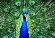 a peacock with its feathers spread out