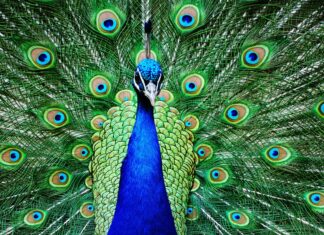 a peacock with its feathers spread out