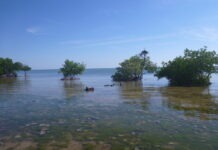 a body of water that has some trees in it