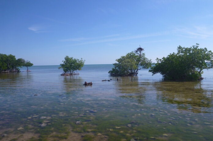 a body of water that has some trees in it