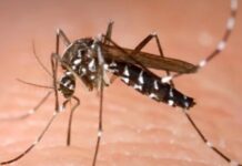 a mosquito on a human's skin