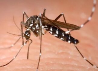 a mosquito on a human's skin
