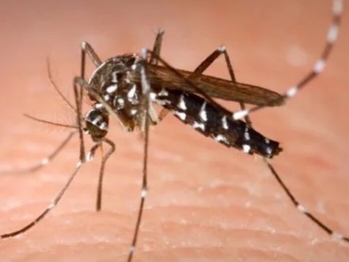 Black salt marsh mosquito a mosquito on a human's skin