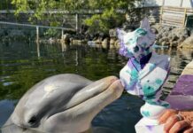 a person feeding a dolphin with a cup