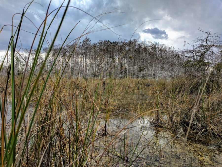 a swampy area with tall grass and trees in the background
