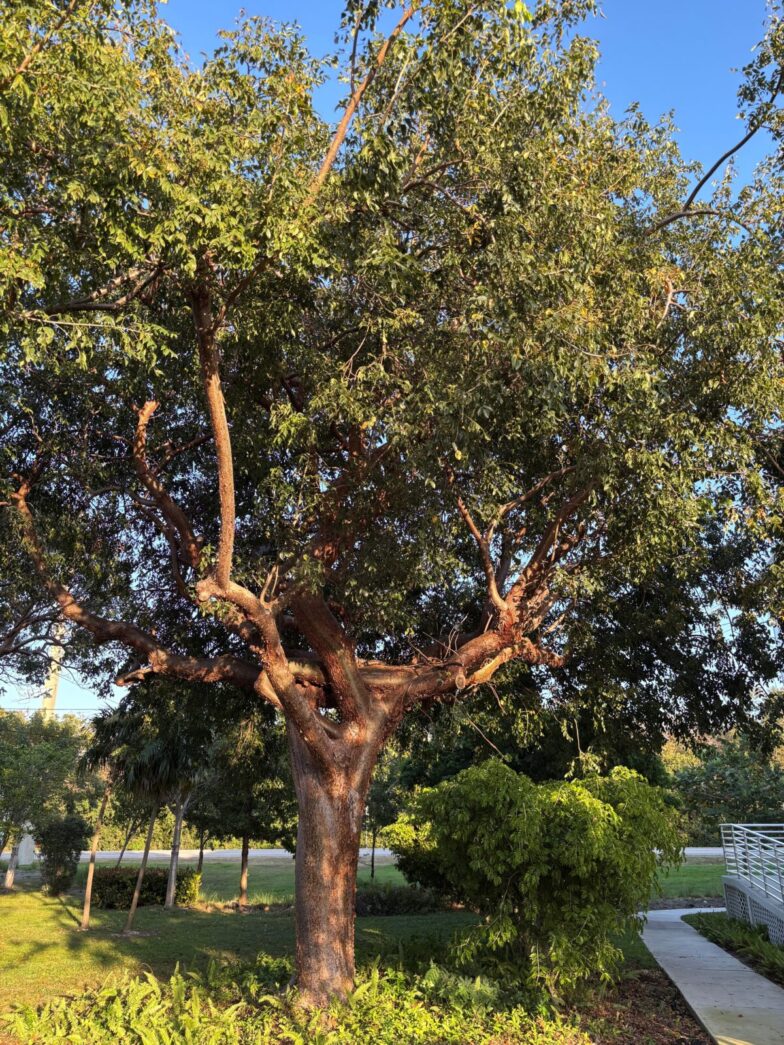a large tree in the middle of a park