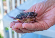 a person holding a small bird in their hand