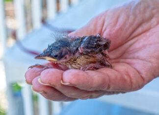 a person holding a small bird in their hand