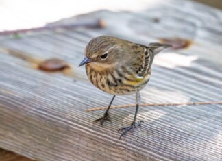 a small bird standing on top of a wooden bench